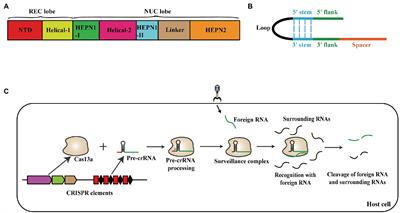 CRISPR-Cas13a system: A novel tool for molecular diagnostics